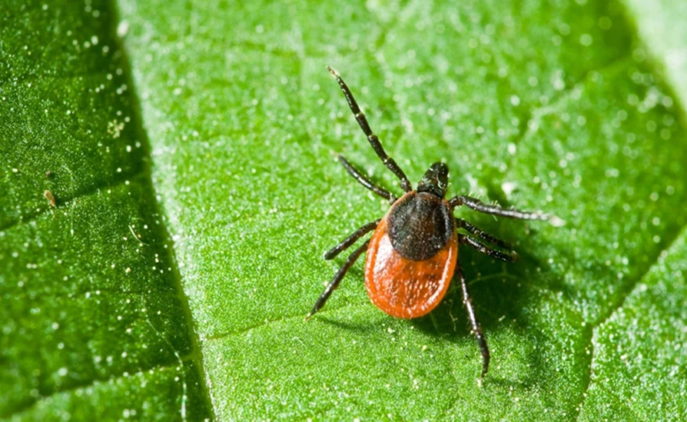 Natural Treatment for Lyme Disease That Works